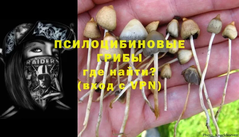 мориарти наркотические препараты  наркошоп  Касли  Псилоцибиновые грибы Cubensis 